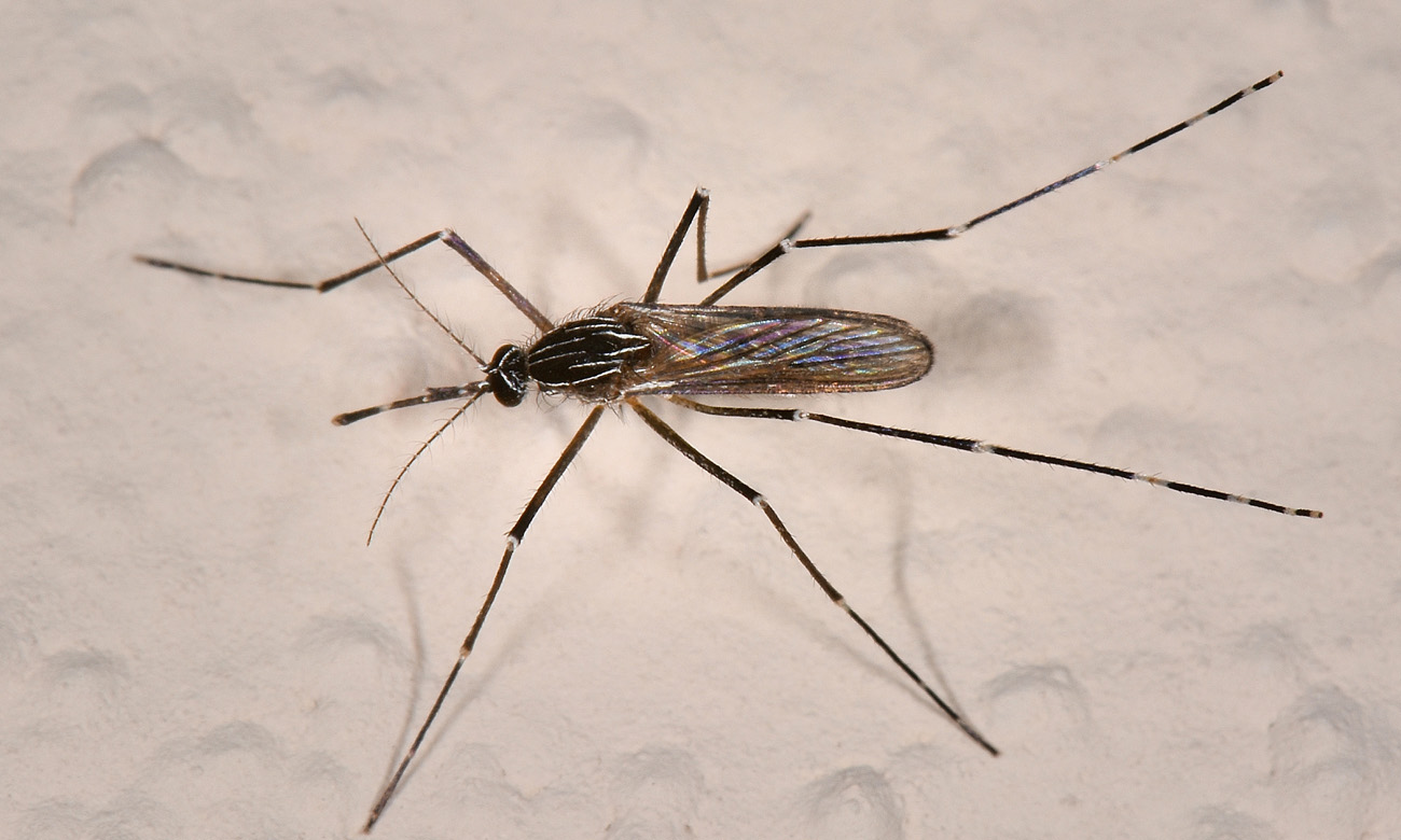 Culicidae: Orthopodomyia pulcripalpis, femmina